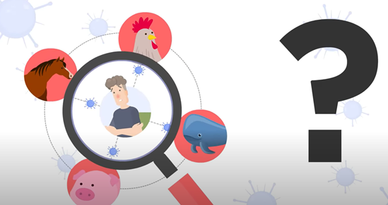 Zoonotic influenza