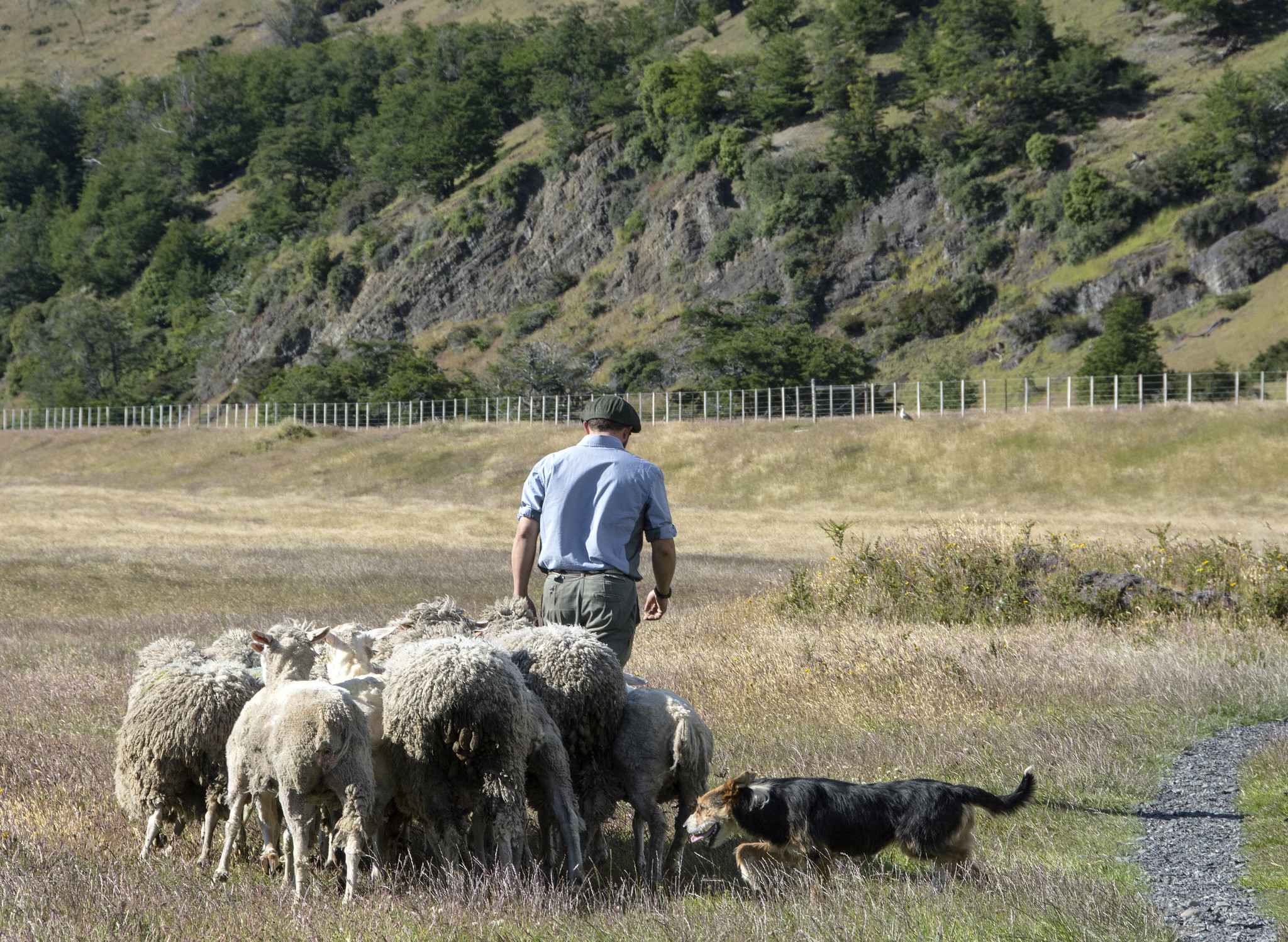 Herder in Patagonia
