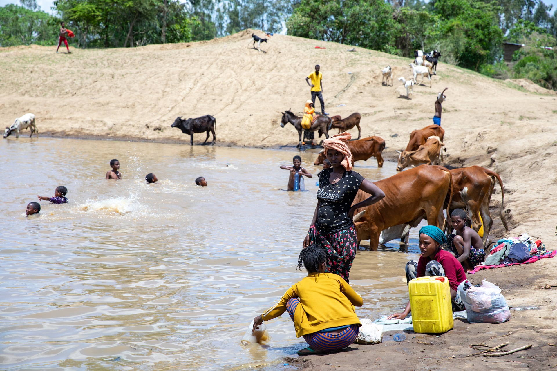 Ethiopia cattle and drinking water A pond in Ethiopia home to freshwater snails that host schistosomiasis