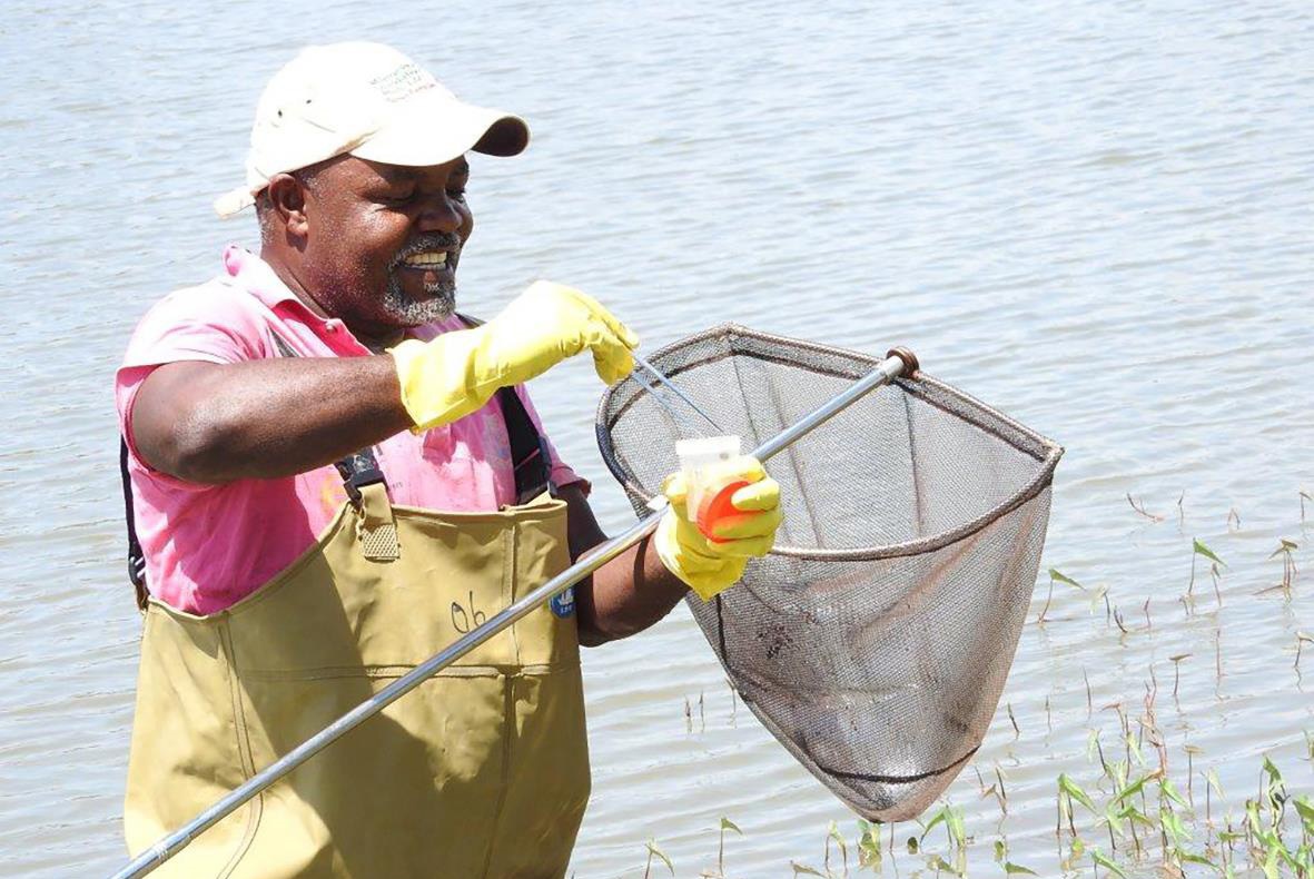 Field-worker-demonstrating-how-to-search-for-and-scoop-snails-sp Field worker demonstrating how to search for and scoop snails to monitor snails' population and infectivity after some rounds of mollusciciding.
