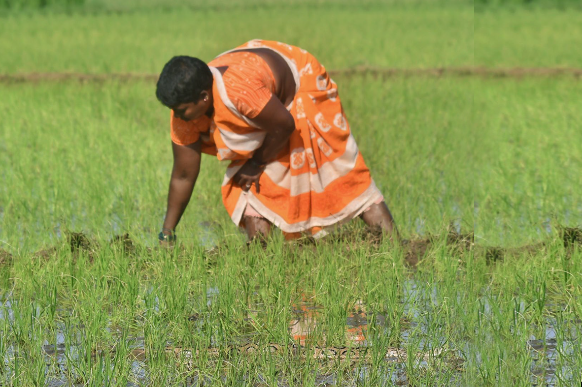 Most snakebites in the developing world are a result of the intersection of human activities and snake habitats. In this picture, a woman works in a paddy field as a snake lies nearby. Kanchipuram, Tamil Nadu, India, November 2021.