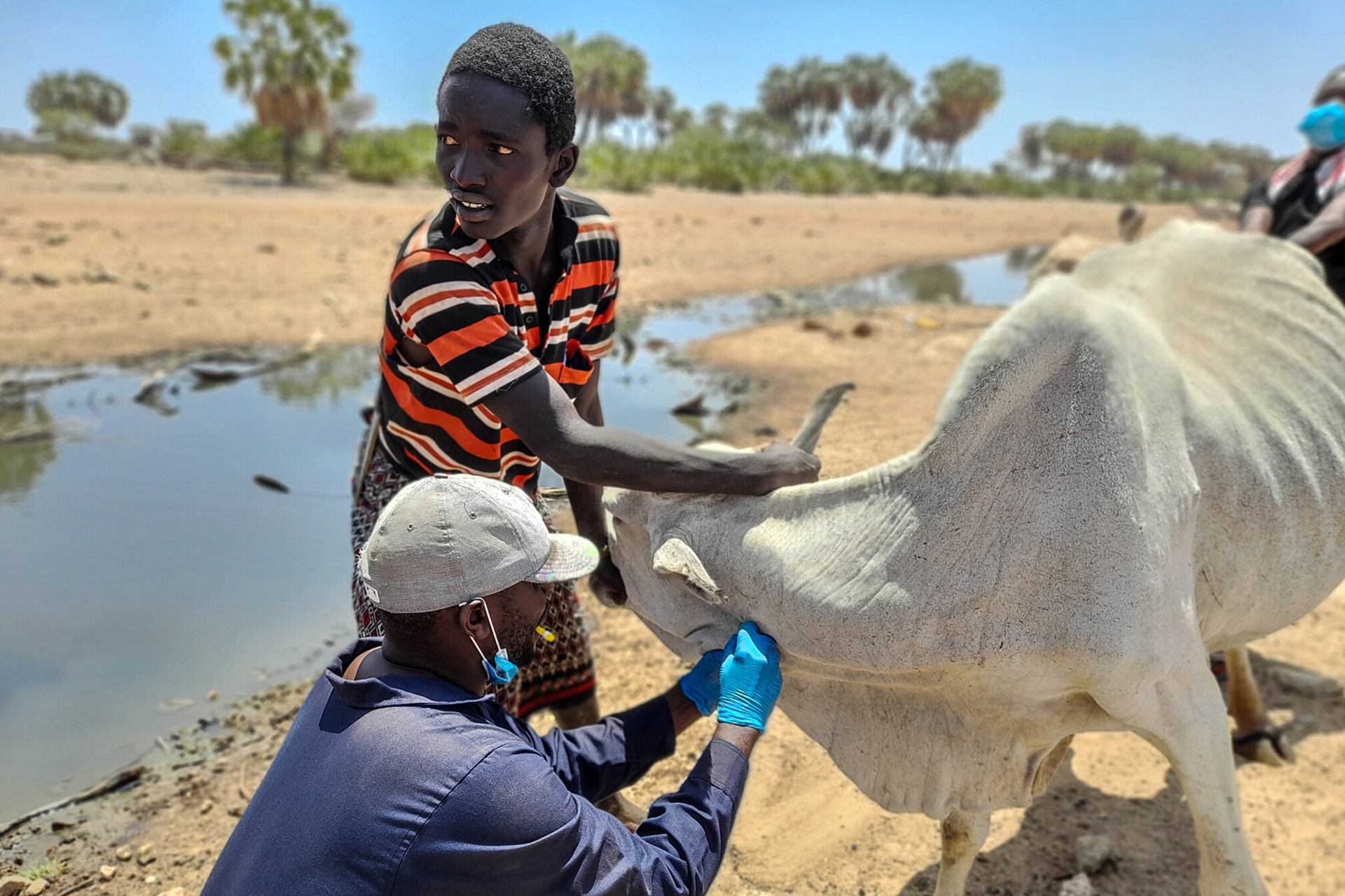 3961_43372700_908_n Every nine minutes, someone in low- and middle-income countries dies from rabies