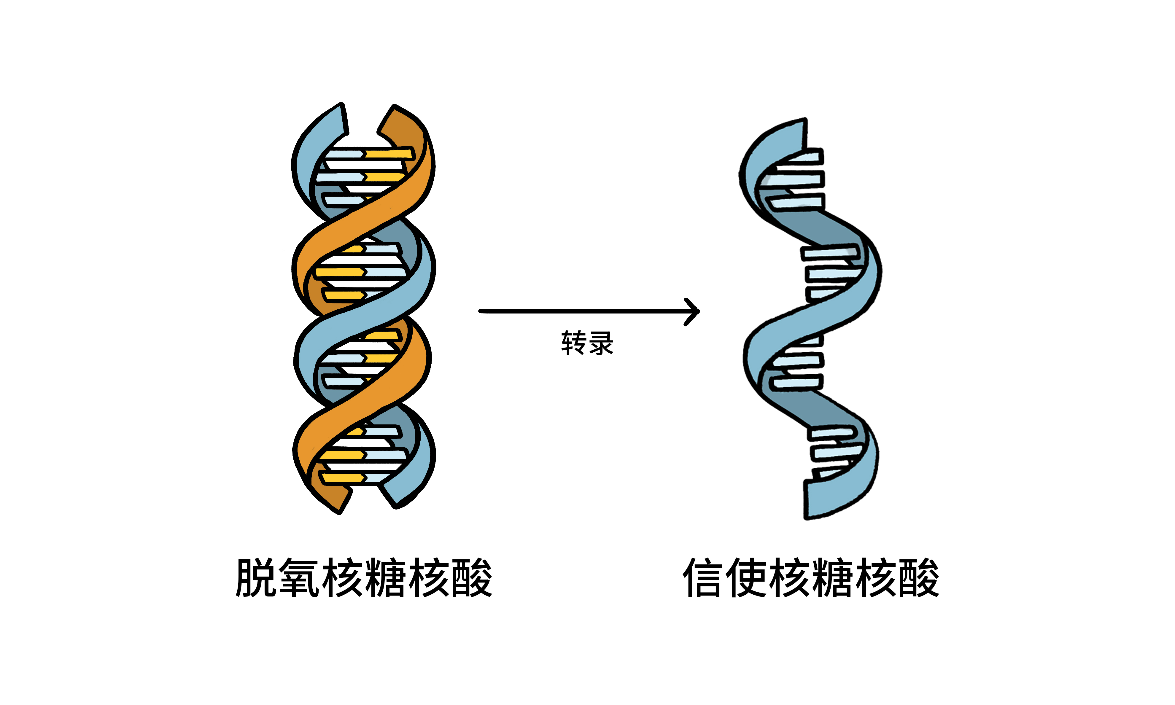 脱氧核糖核酸转录信使核糖核酸